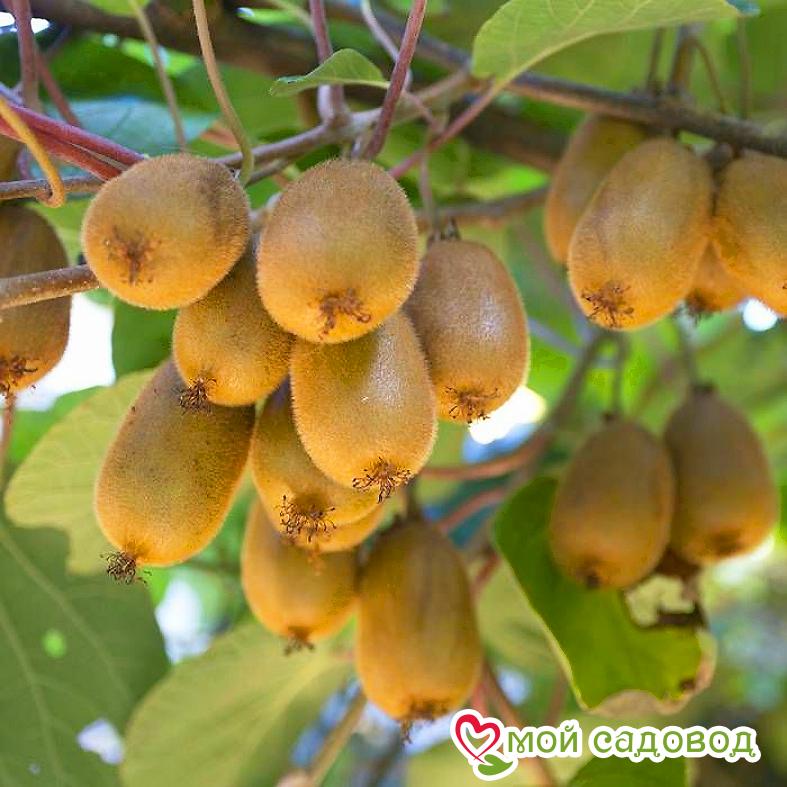 Киви актинидия деликатесная Хейворд