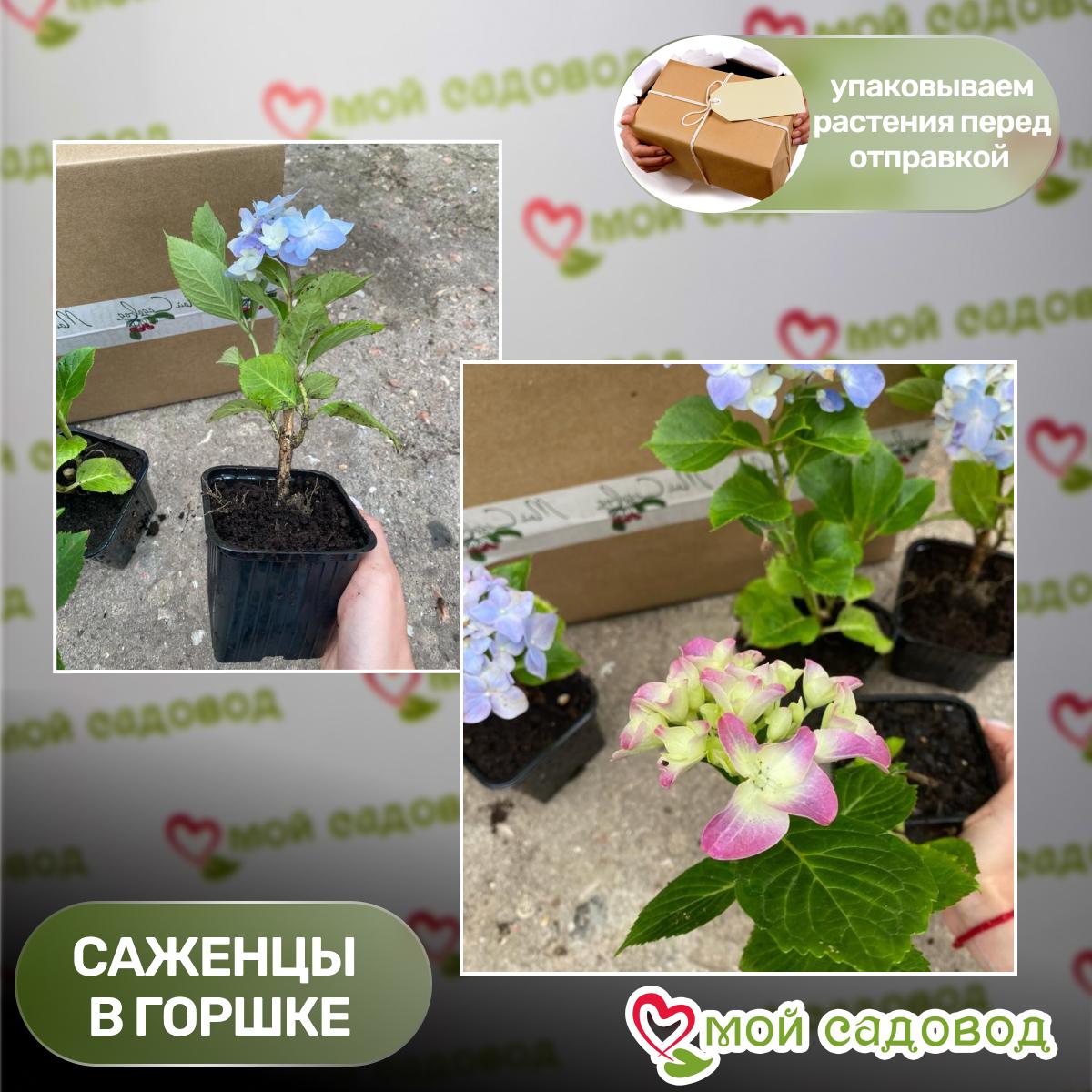 Гортензия метельчатая  Би Хеппи ЗКС