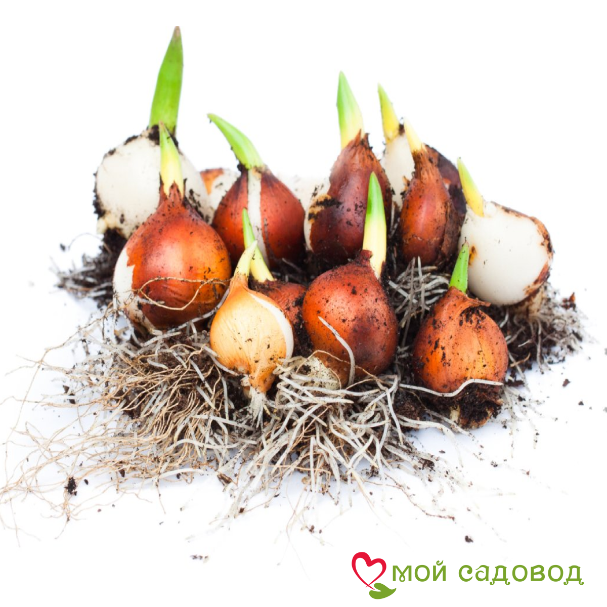 Тюльпан Махровый Амплуа